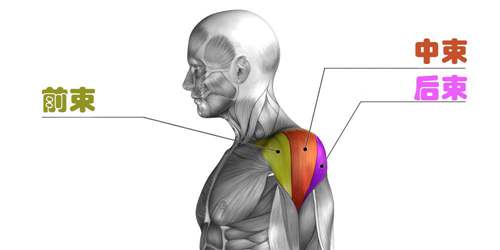 三角肌训练的5leyu70vip个建议写在前面它是一个挺特殊的肌群